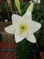 [5140 Global Leader Mak No02.JPG]